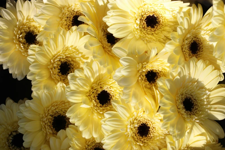 large cluster of yellow flowers sitting on a shelf