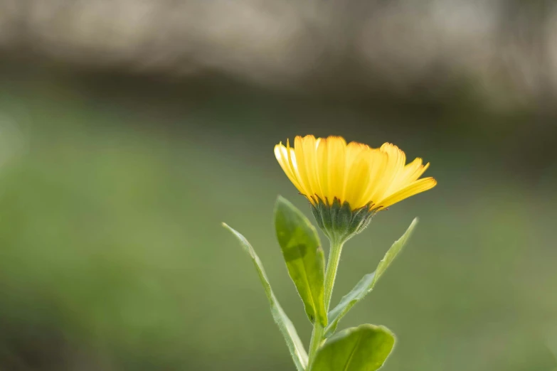 a single yellow flower in front of a green background