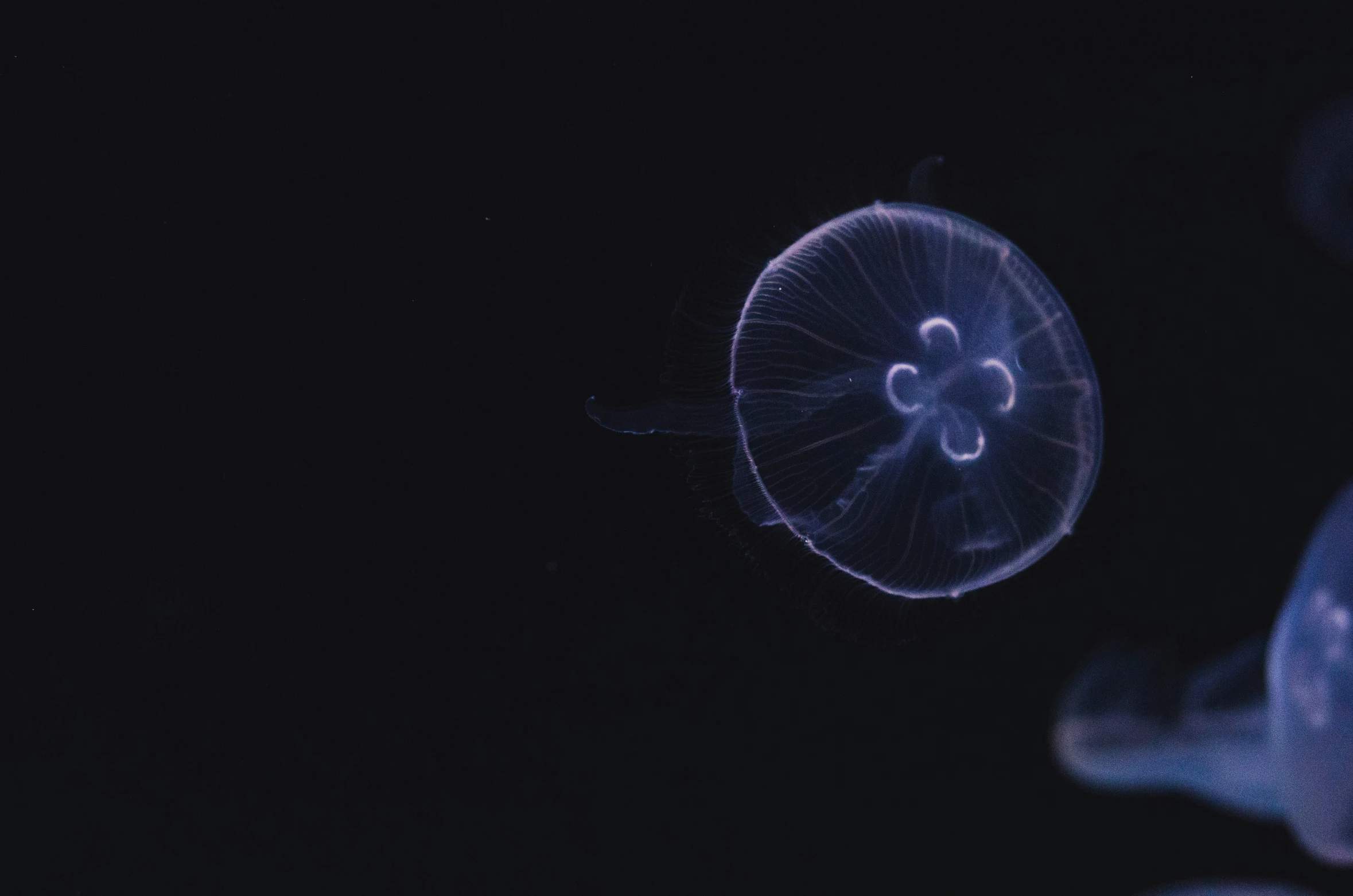 two glowing jellyfish swimming together in dark waters