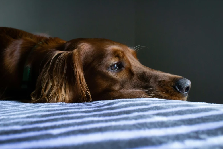 the dog is lying on the bed with his head resting on its paws