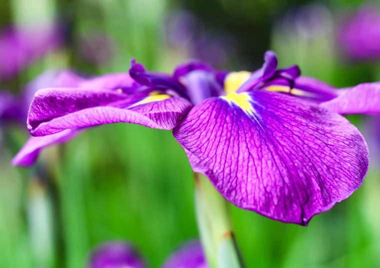 a purple iris in bloom with long green stems