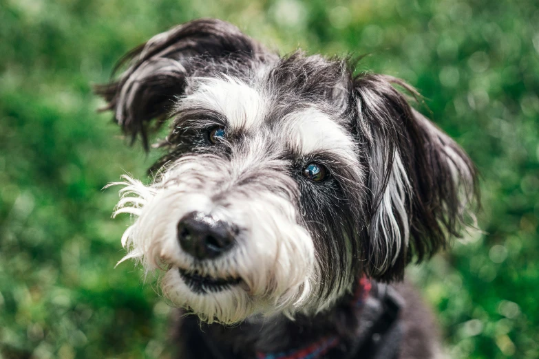 a dog with wet fur and blue eyes looks to the side