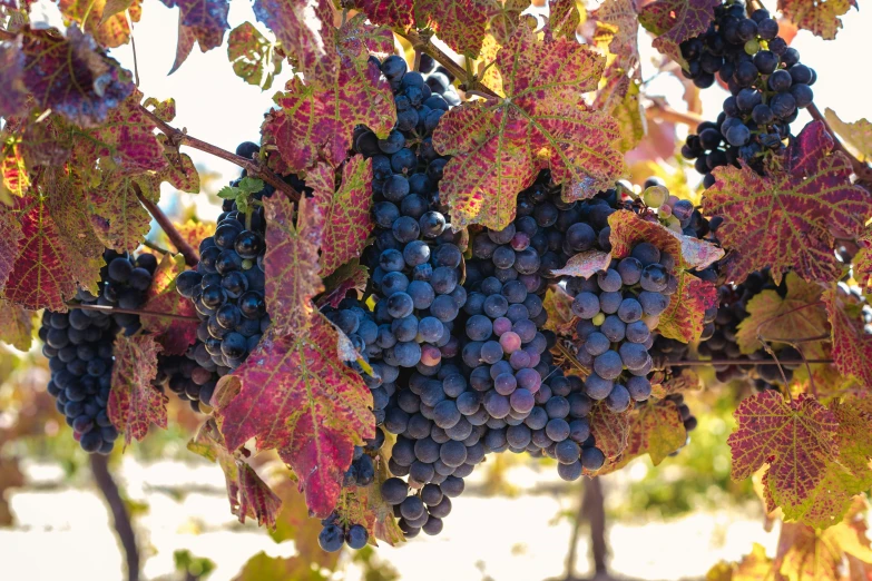 a cluster of gs growing in a vineyard