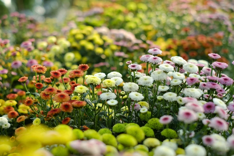 a field full of lots of colorful flowers