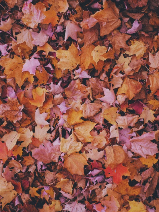 several leaves laying on the ground in a circle