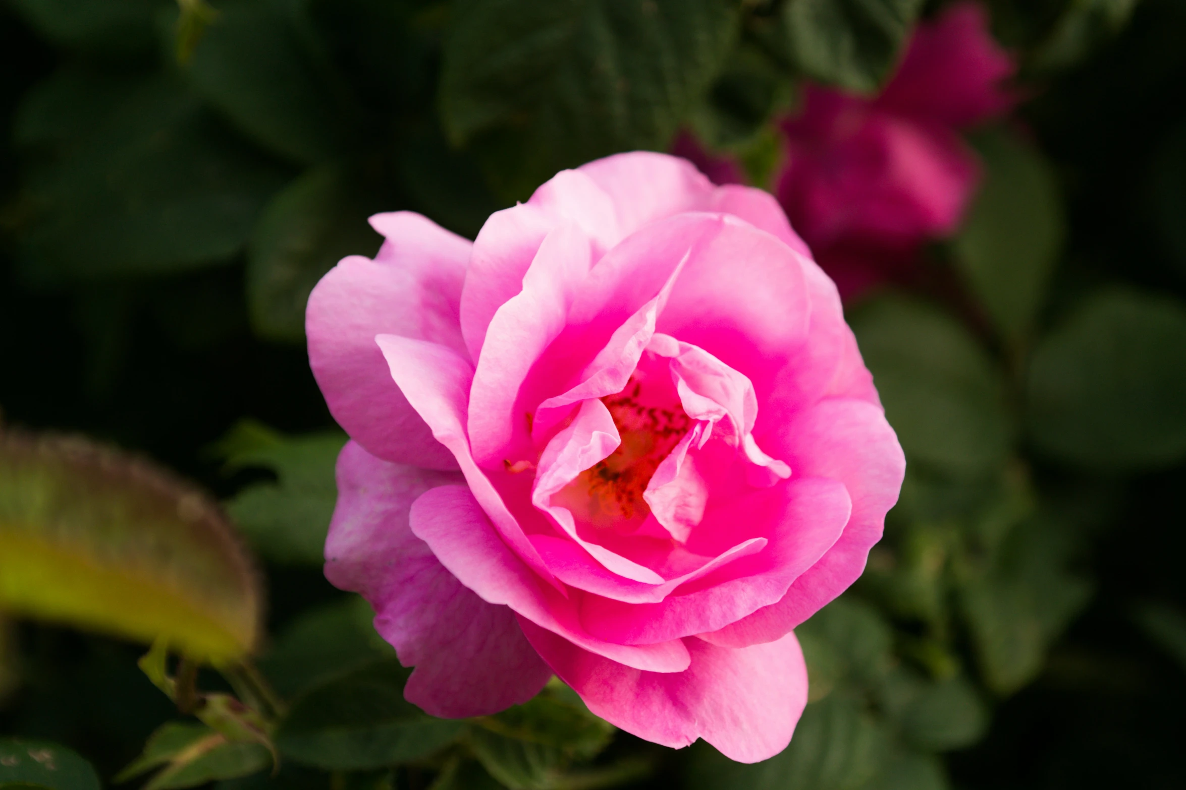 a large pink rose blossoming from a small bush