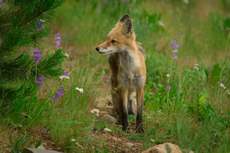 a fox is standing outside in the wild