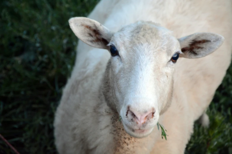 there is a sheep that is outside standing in the grass