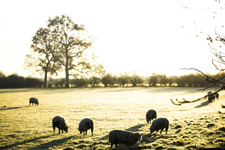 several sheep are grazing on the grass in a field