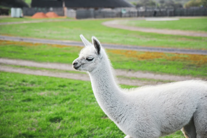 an alpaca in a field with trees and grass