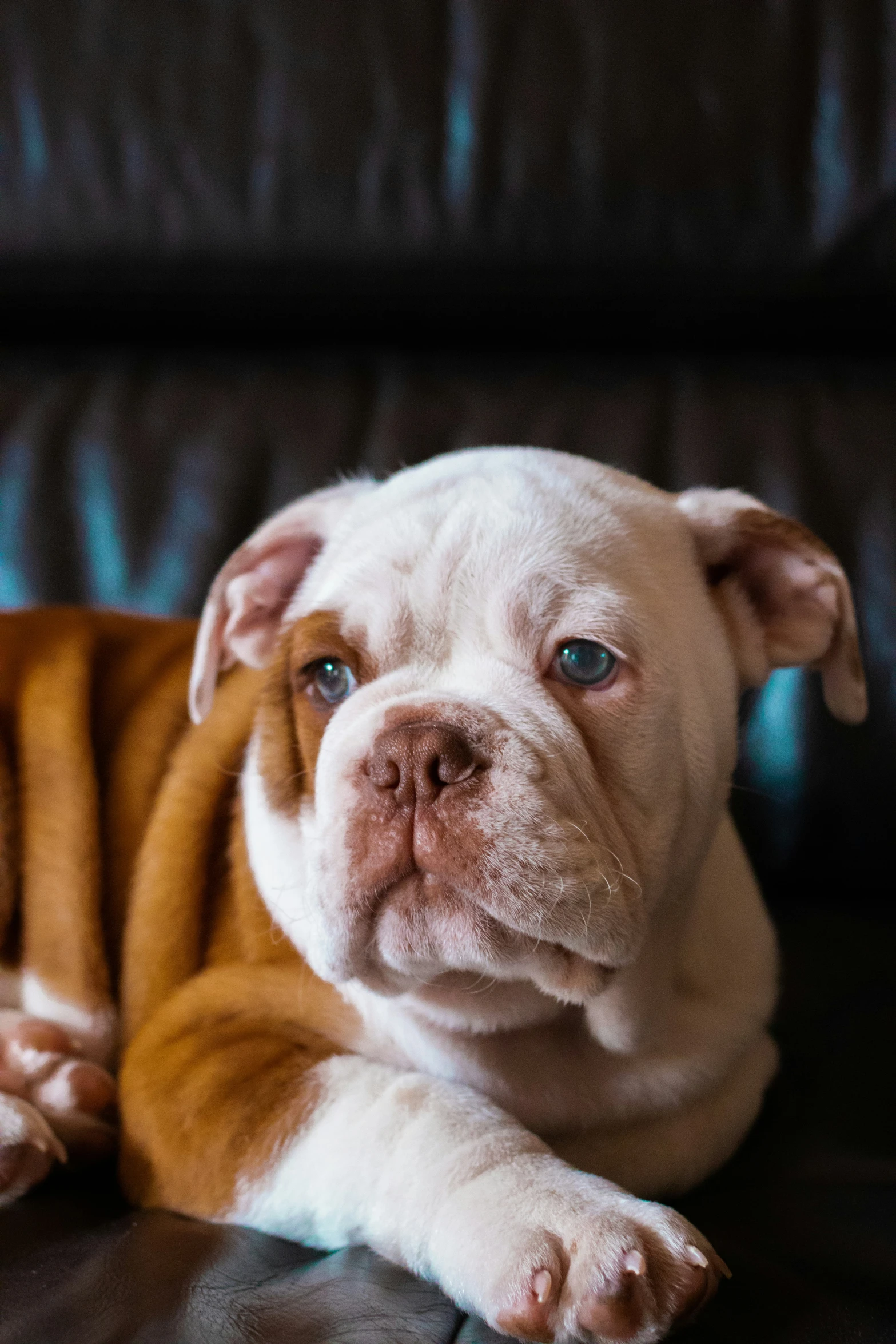 a small brown and white dog laying on top of a leather couch