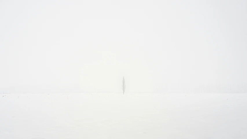 a lone sheep standing in the snow with a white background