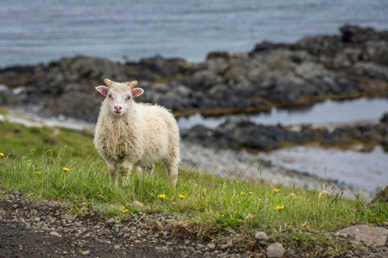 a sheep is standing in the grass near the water