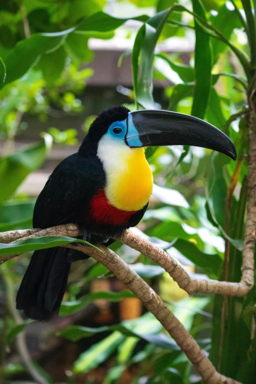 a colorful bird with a long beak sitting on a tree nch