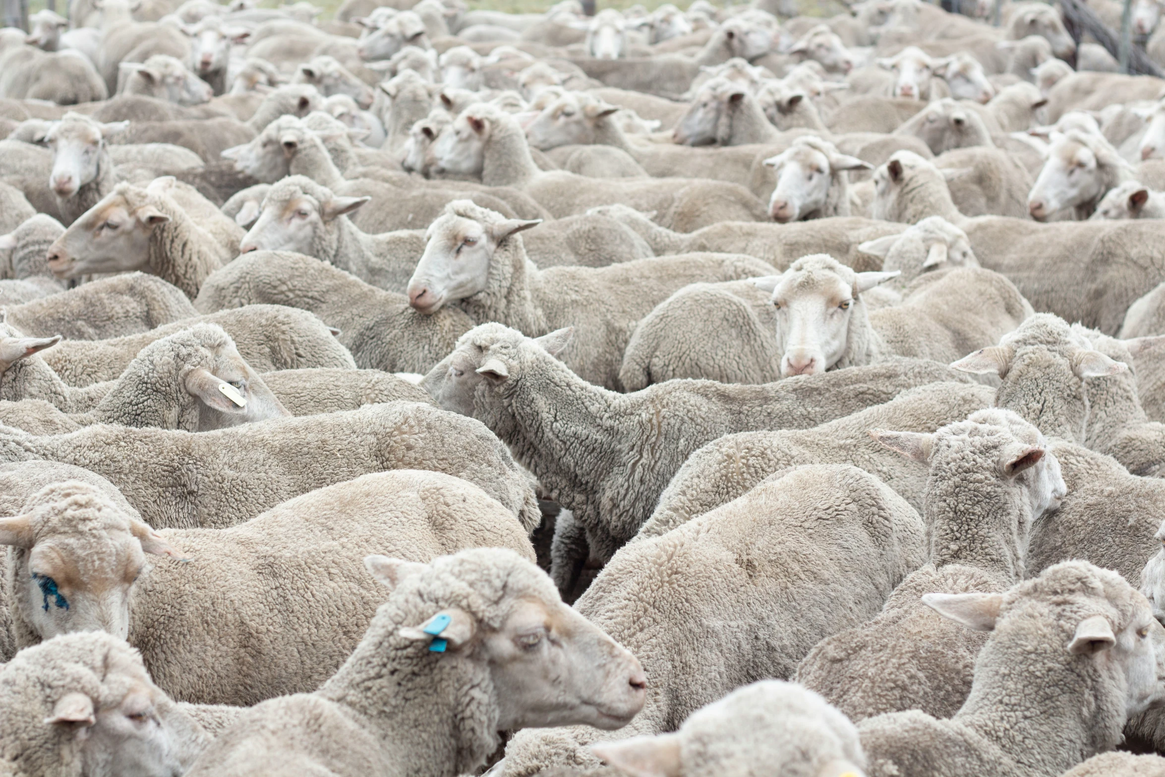 a big herd of sheep standing together with tag on their ear