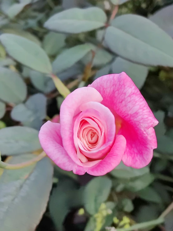 a pink rose with some leaves behind it