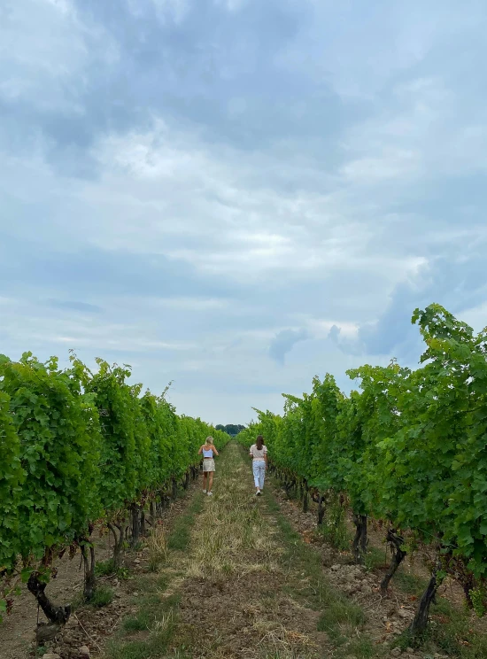 people walk along a vineyard line holding a few bottles