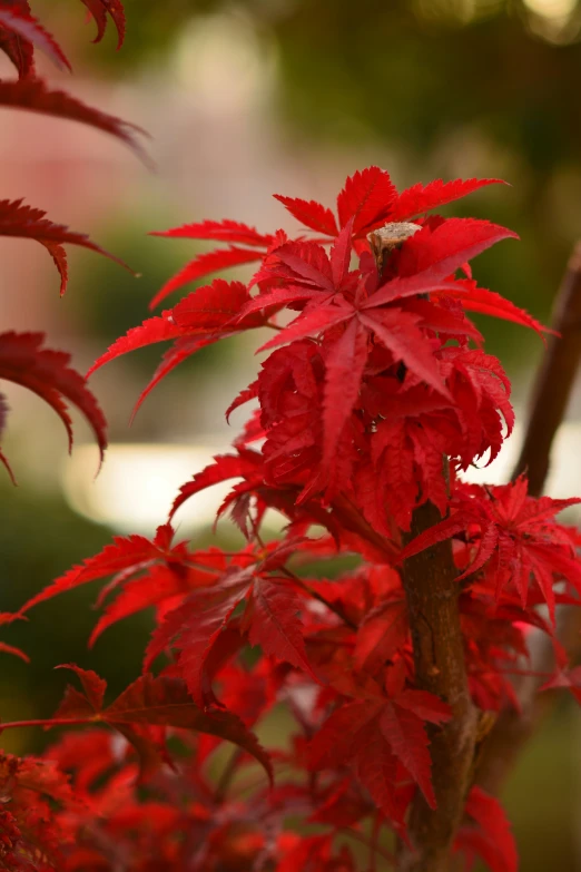 some red leaves on some kind of tree