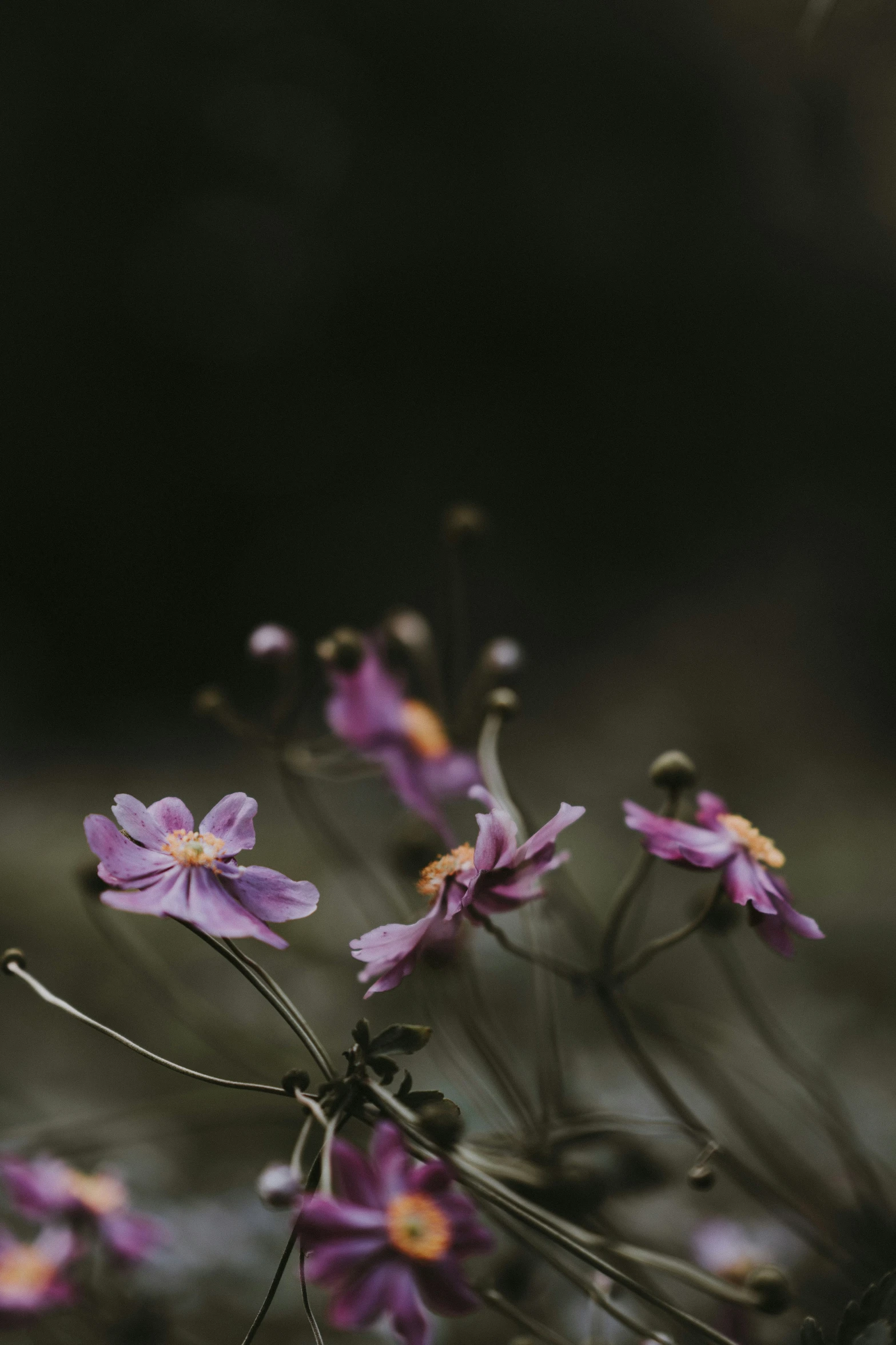 small purple flowers with yellow centers and a dark background