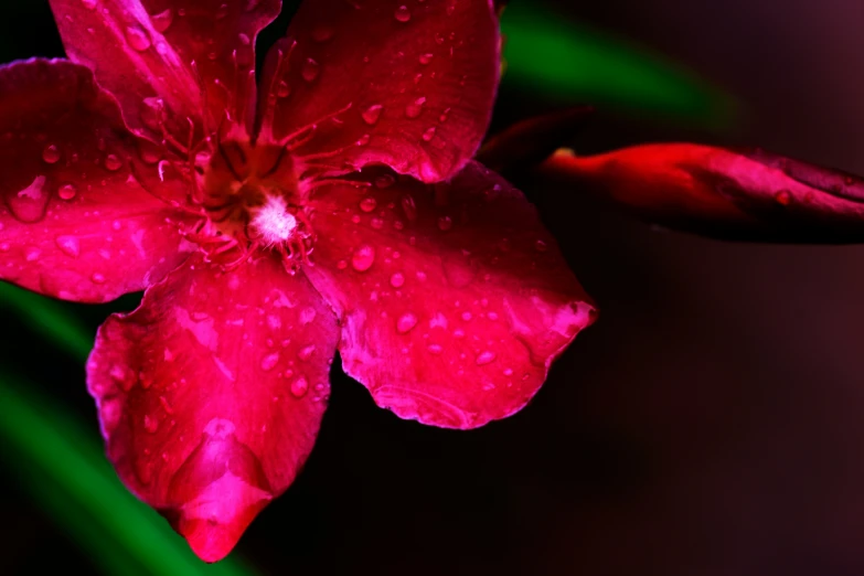 a red flower sitting on top of a wet green stem