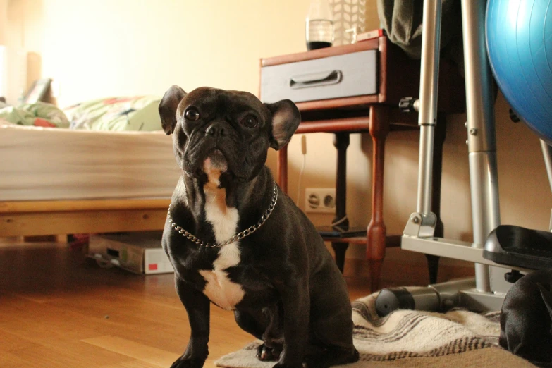 a small black dog sitting on the floor next to a bed