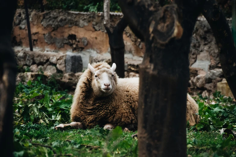 a sheep laying down on the ground in the grass