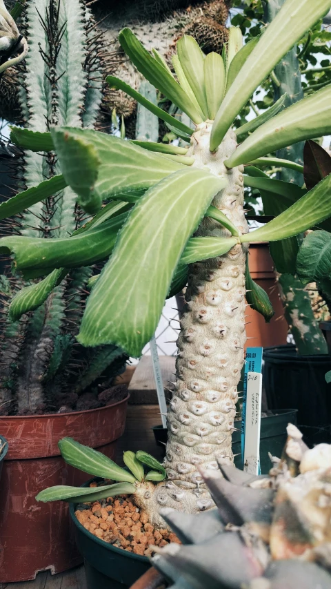 an image of a tree and several other plants