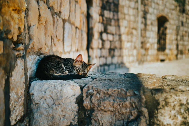 a cat sleeping on top of a stone slab