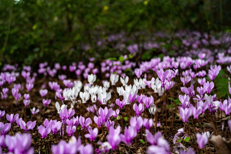 crocuses blooming among the trees, in front of a fence