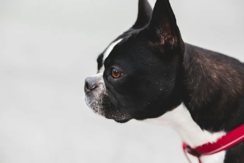 a dog standing in a park with a collar on