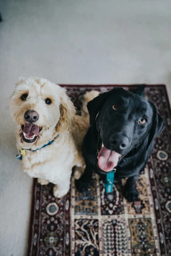 two dogs sitting on the ground and a rug