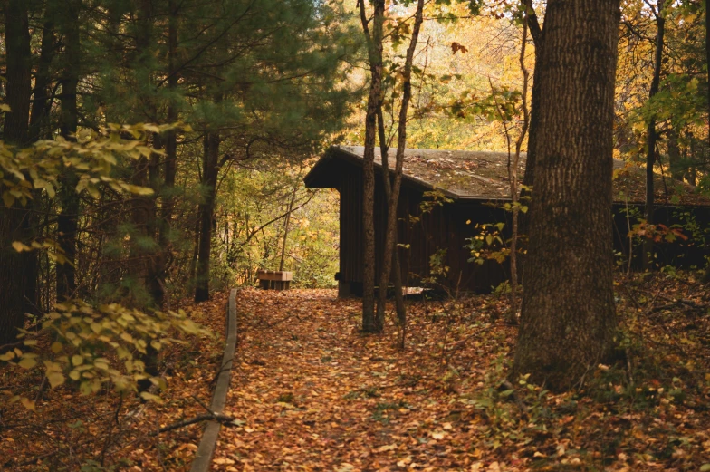an old shack in the middle of a woods on a nice day