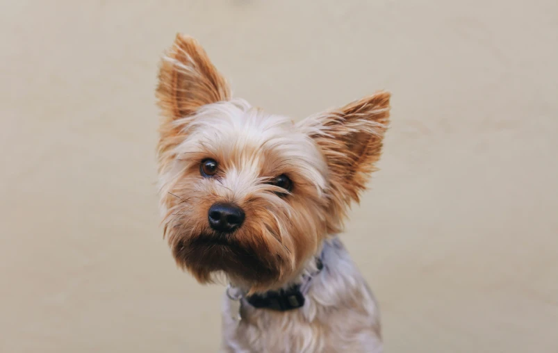 a close up picture of a small brown dog with a black collar