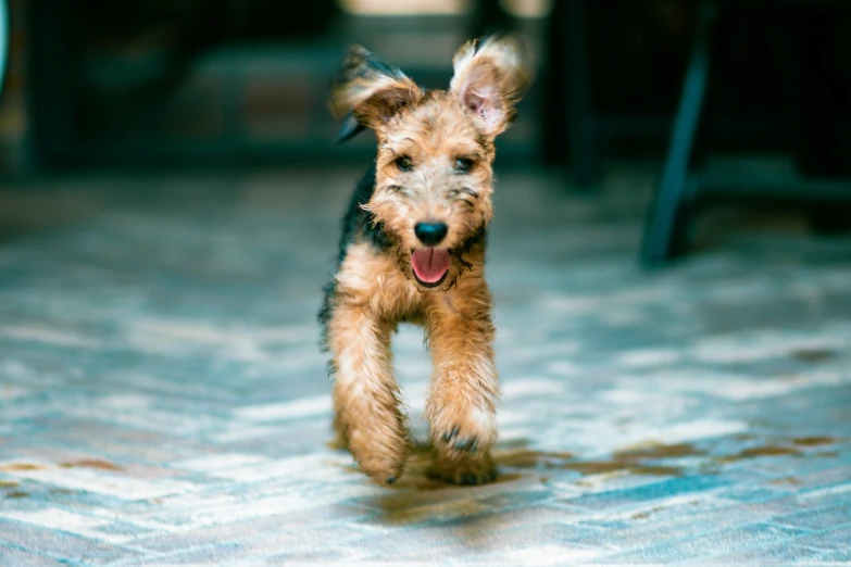 a small dog running across a tiled floor