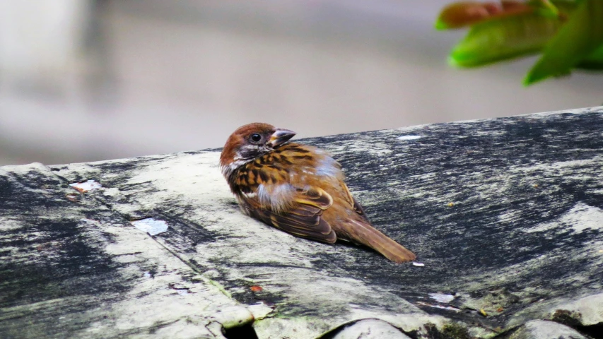 a brown bird perched on a concrete surface