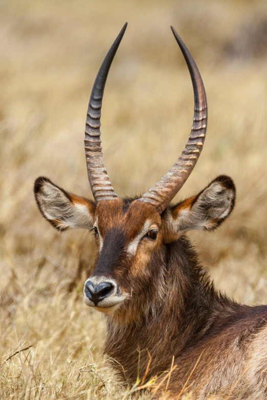 a long horn sheep looking forward while standing in tall grass