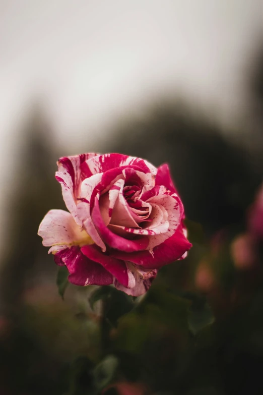 a pink and white rose on top of a bush