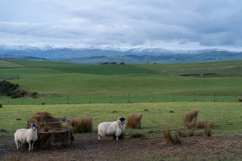 a herd of sheep grazing on top of a lush green field