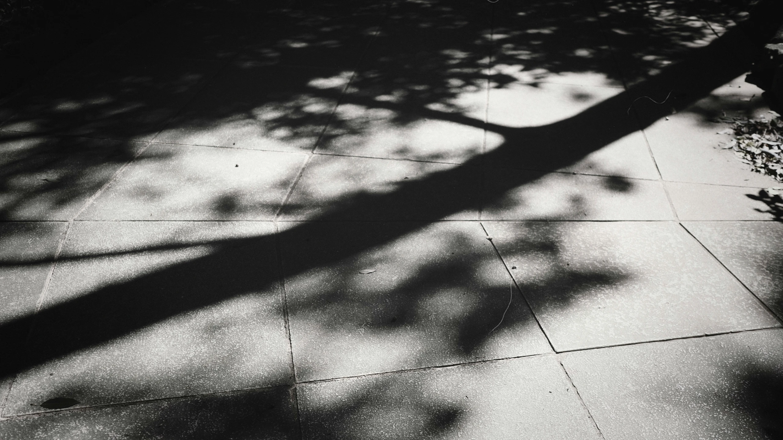 a lone tree casting shadow on a walkway