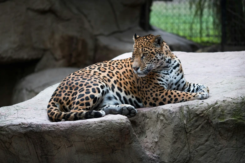 a lone leopard rests on rocks in a zoo enclosure