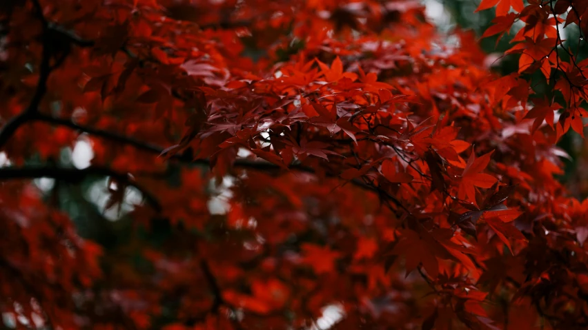 the red tree leaves are on the top of the tree