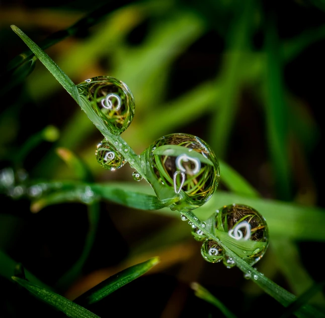 some drops of water sitting on a blade of grass