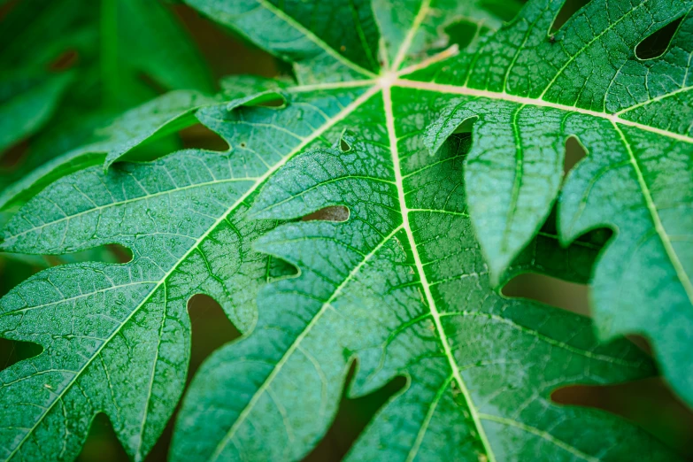 a closeup po of the leaves of a tree