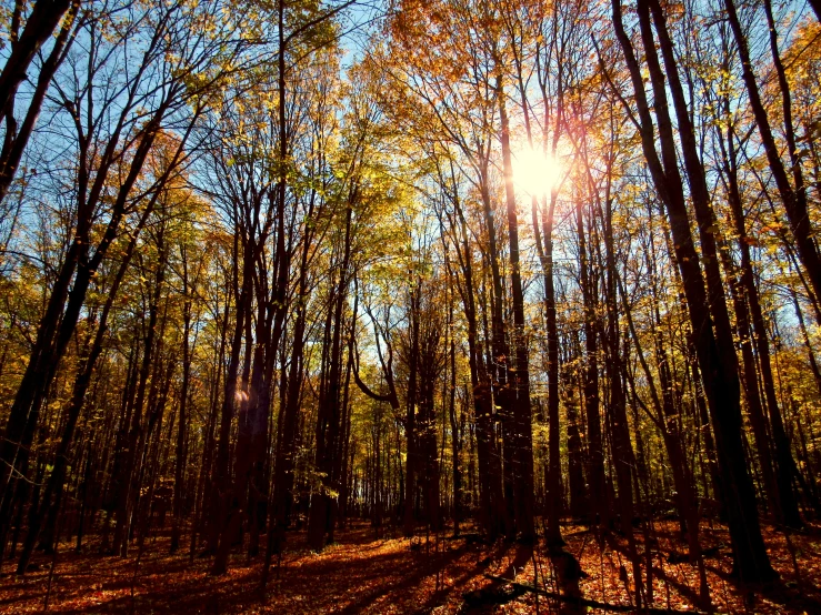 sun shining through the trees and leaves in the woods