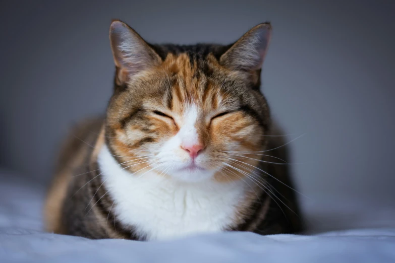 a cat is sleeping in a bed and looking very sleepy