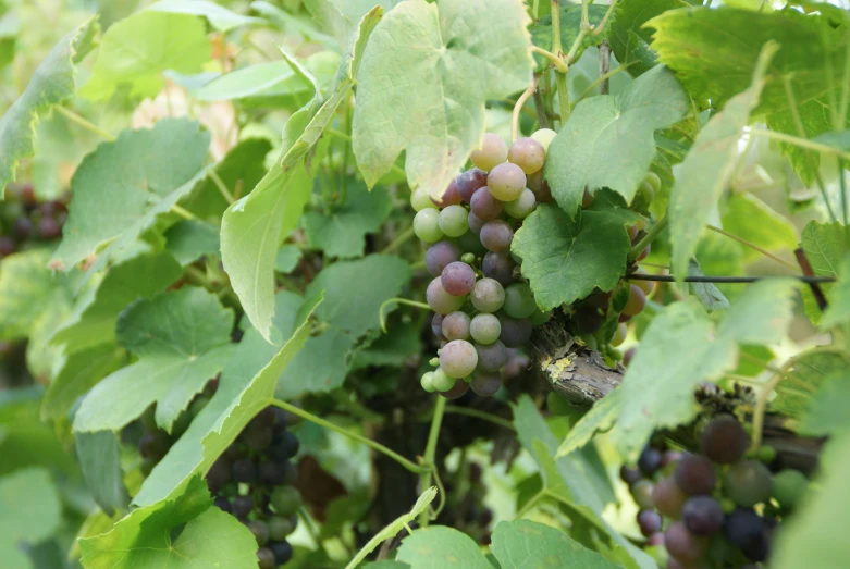 a vine with many small berries growing on it