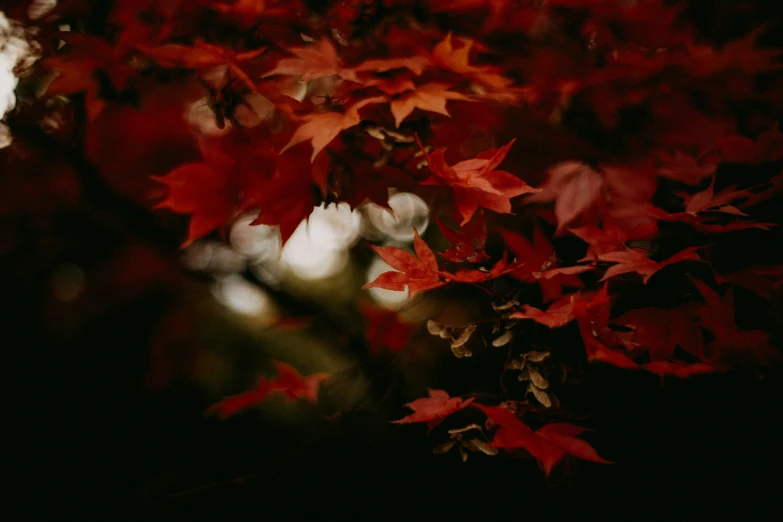 red fall leaves in full bloom on tree nch