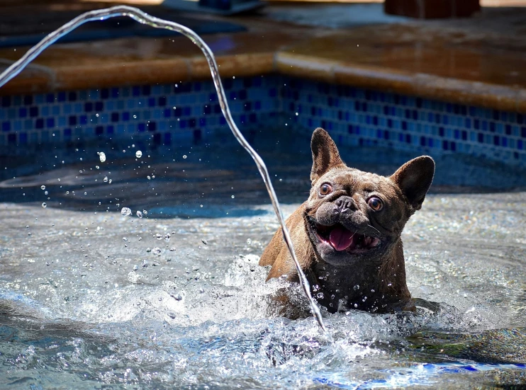 a little dog having fun in the pool