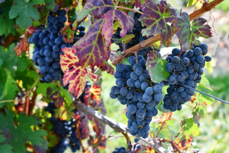 gs growing on the vine with leaves in background