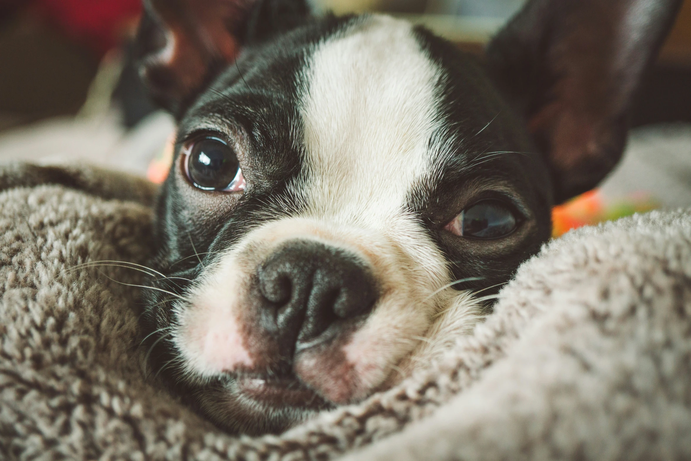 a closeup of a little puppy on a blanket